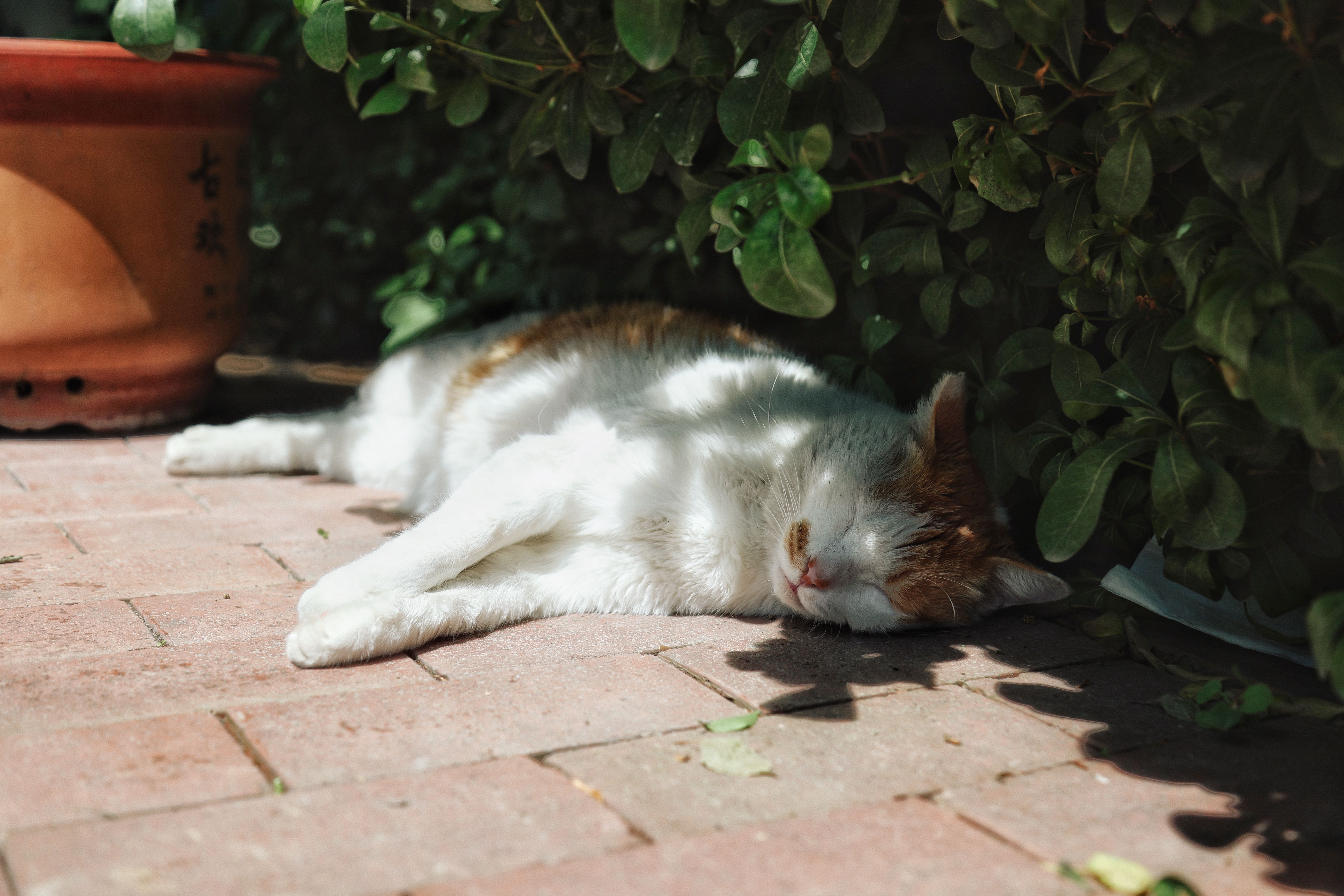 Gato descansando a la sombra en un jardín