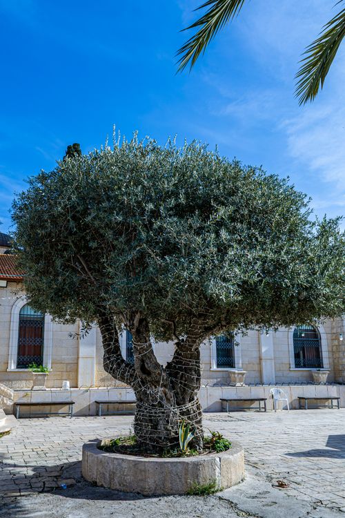 Free A majestic olive tree in a sunny Mediterranean courtyard with classic architecture. Stock Photo