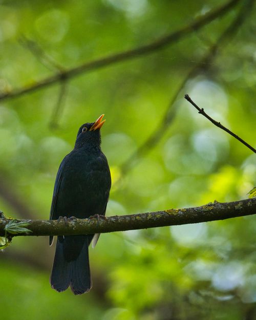 Free A European blackbird singing on a tree branch in a vibrant green forest setting. Stock Photo