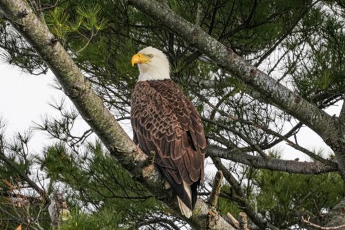 Free A majestic bald eagle perched on a pine tree branch surrounded by greenery. Stock Photo