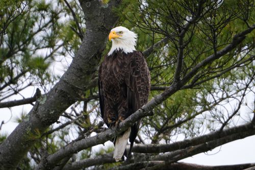 Free Majestic bald eagle sits on a tree branch, showcasing its striking features and natural habitat. Stock Photo