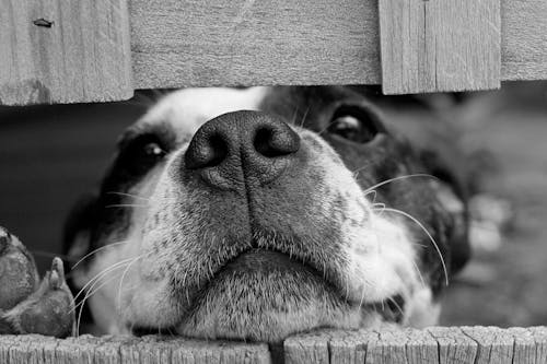 Kurzer Beschichteter Hund Zwischen Holzbrettern