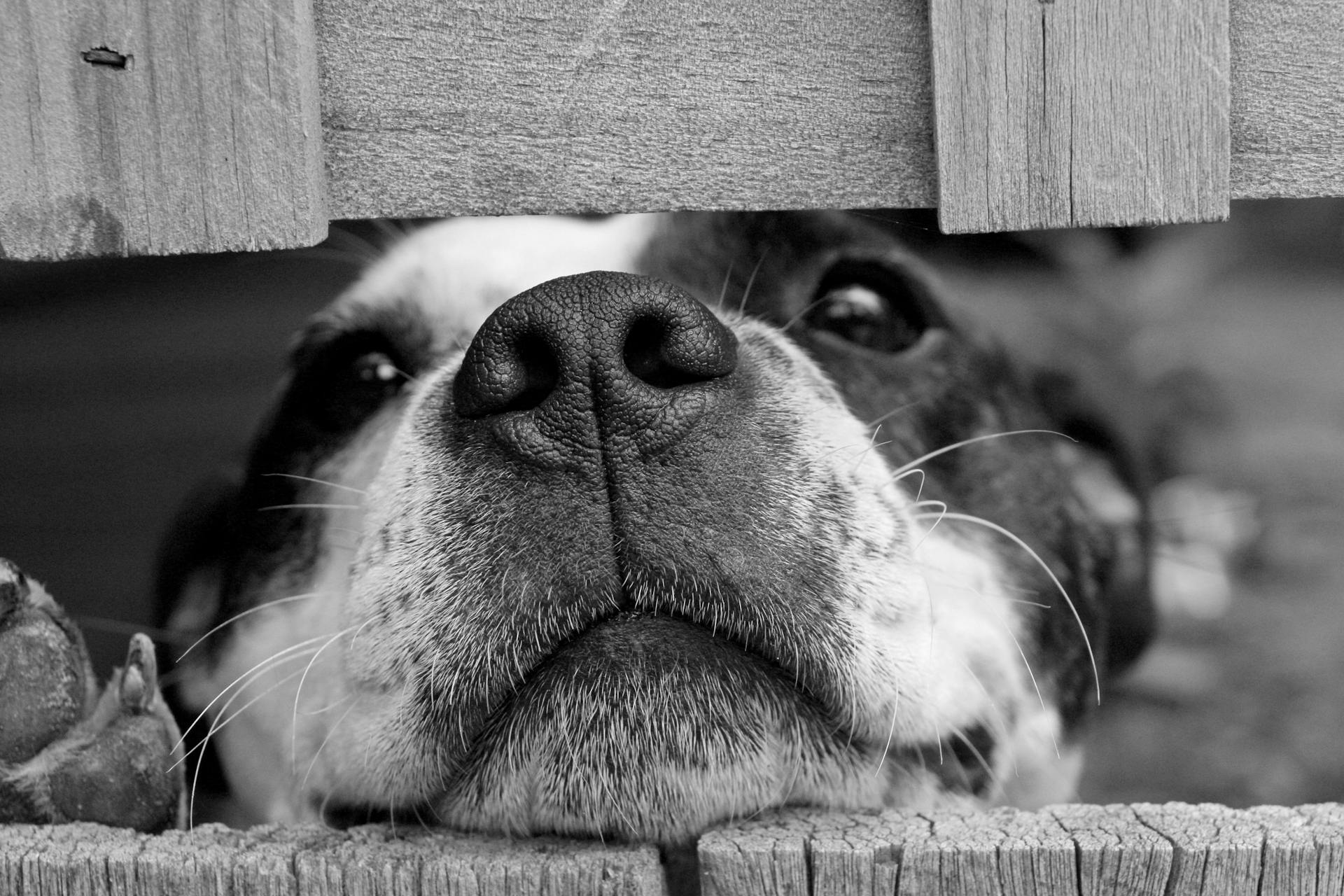 Kortharige hond tussen houten planken