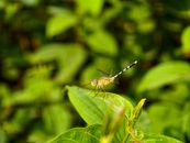 Detailed image of a dragonfly perched on a green leaf with blurred greenery in the background.