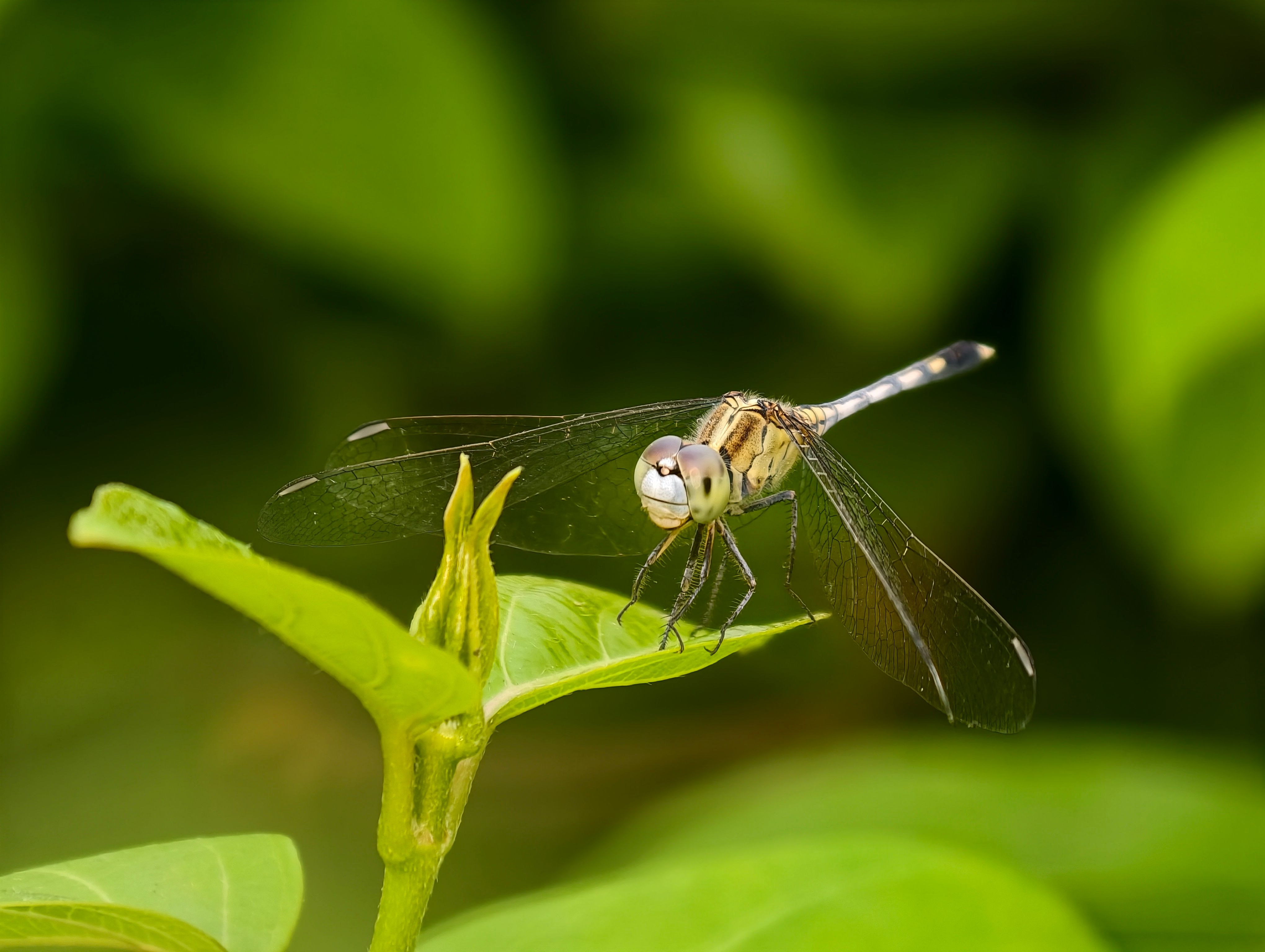 Close-Up of Dragonfly Perched on Leaf · Free Stock Photo