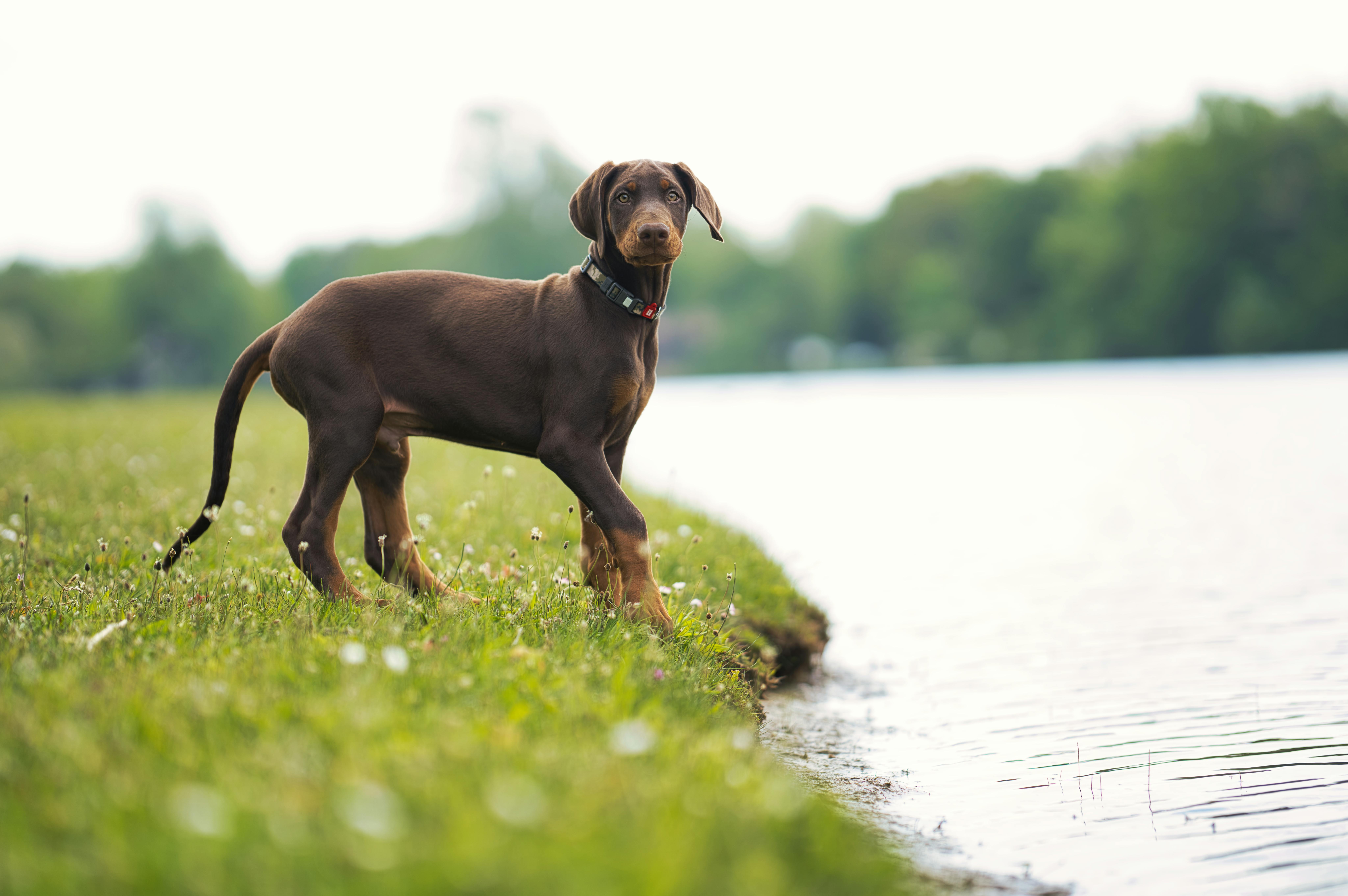 Young Doberman Pinscher standing on grass by a serene lake during a sunny day.