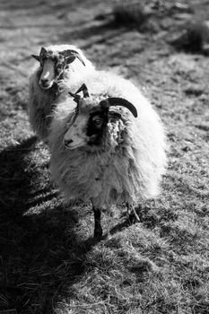 Monochrome image of two fluffy sheep in a grassy field in Norway.