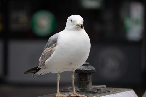Free Portrait of a seagull perched on a post in an urban setting. Stock Photo