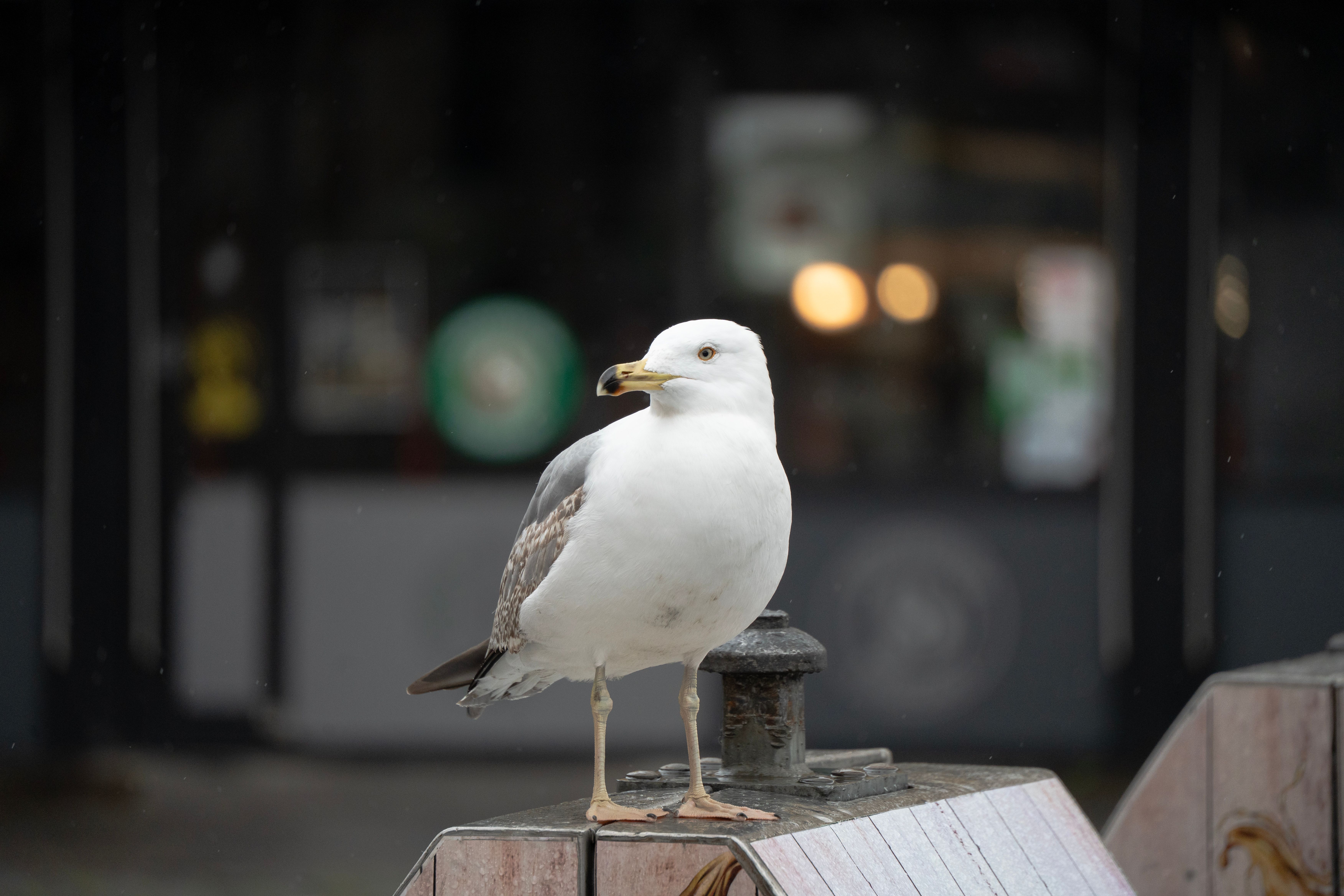 Urban Seagull Perched on City Structure · Free Stock Photo