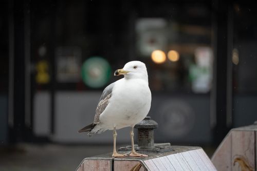 Free Close-up of a seagull standing on a city structure, blending wildlife with urban background. Stock Photo