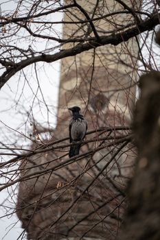 crow photo