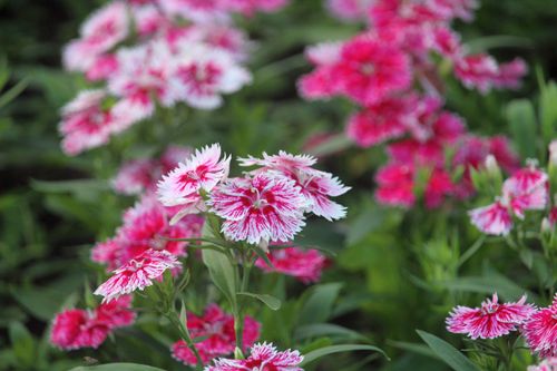 Free Bright pink and white Dianthus flowers bloom in a lush Guaratuba garden, capturing vibrant summer beauty. Stock Photo