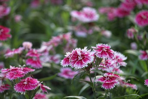Free Capture of pink and white Dianthus flowers in a lush garden, showcasing their vivid colors and intricate details. Stock Photo