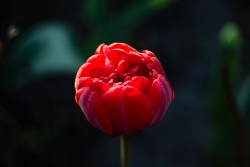 Free A stunning close-up of a vibrant red tulip in full bloom, showcasing its delicate petals. Stock Photo
