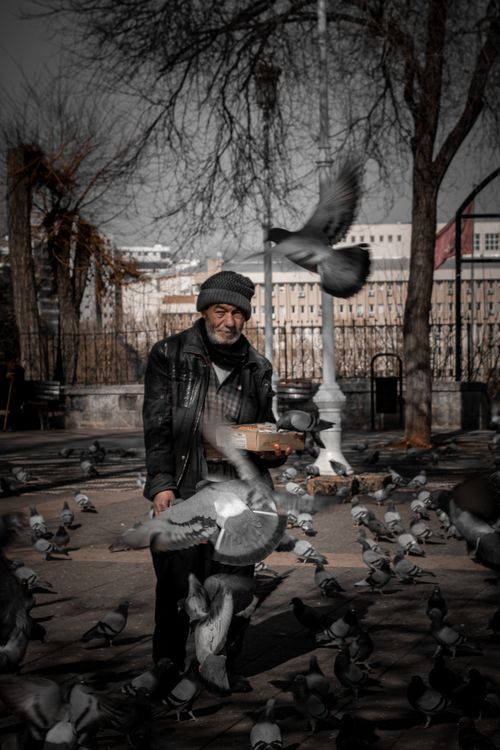 Free Elderly man feeding pigeons in a city park on a cool day, surrounded by trees and buildings. Stock Photo