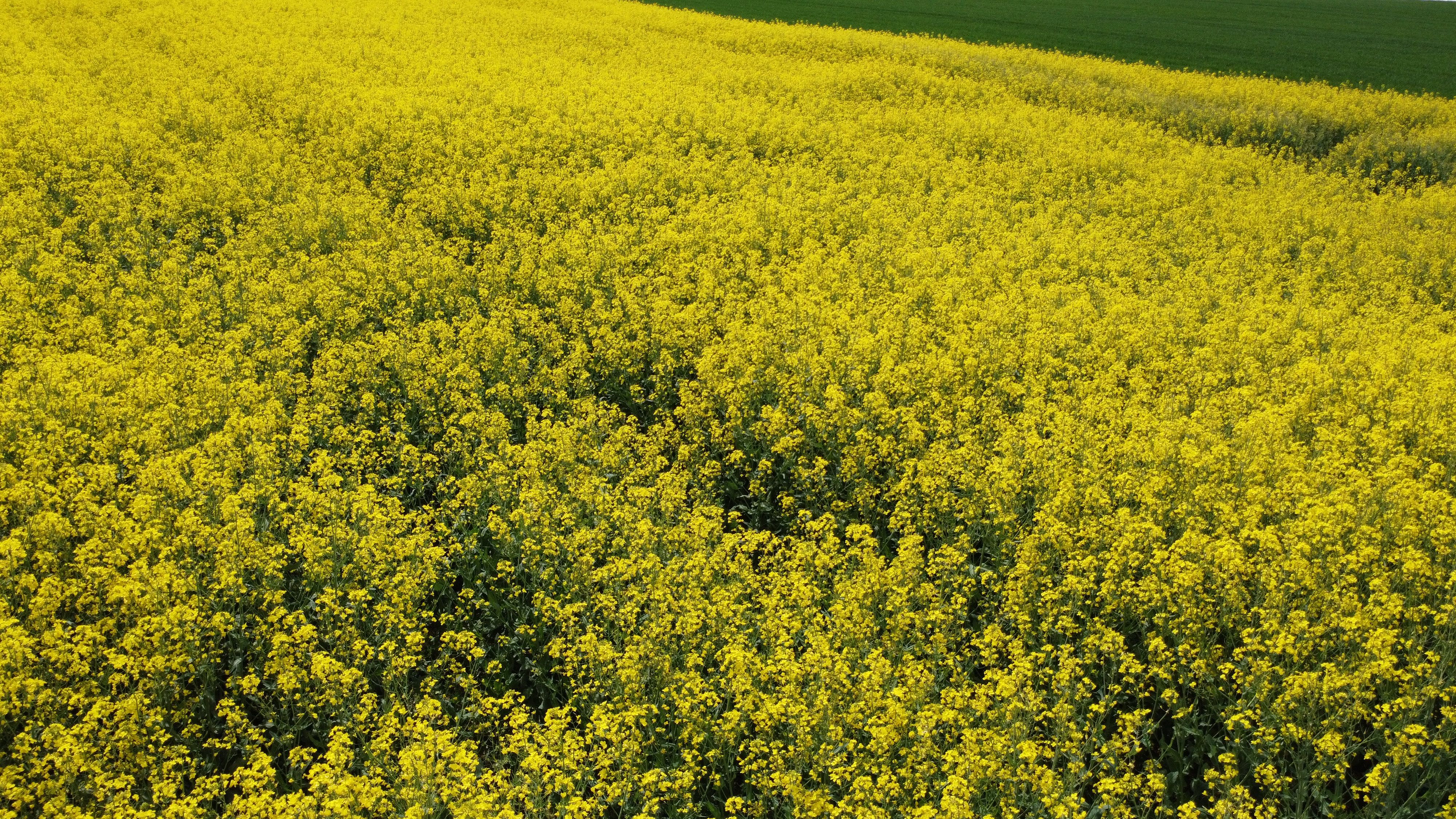 Bright yellow canola fields stretching across the countryside near Zurich, Switzerland in spring.