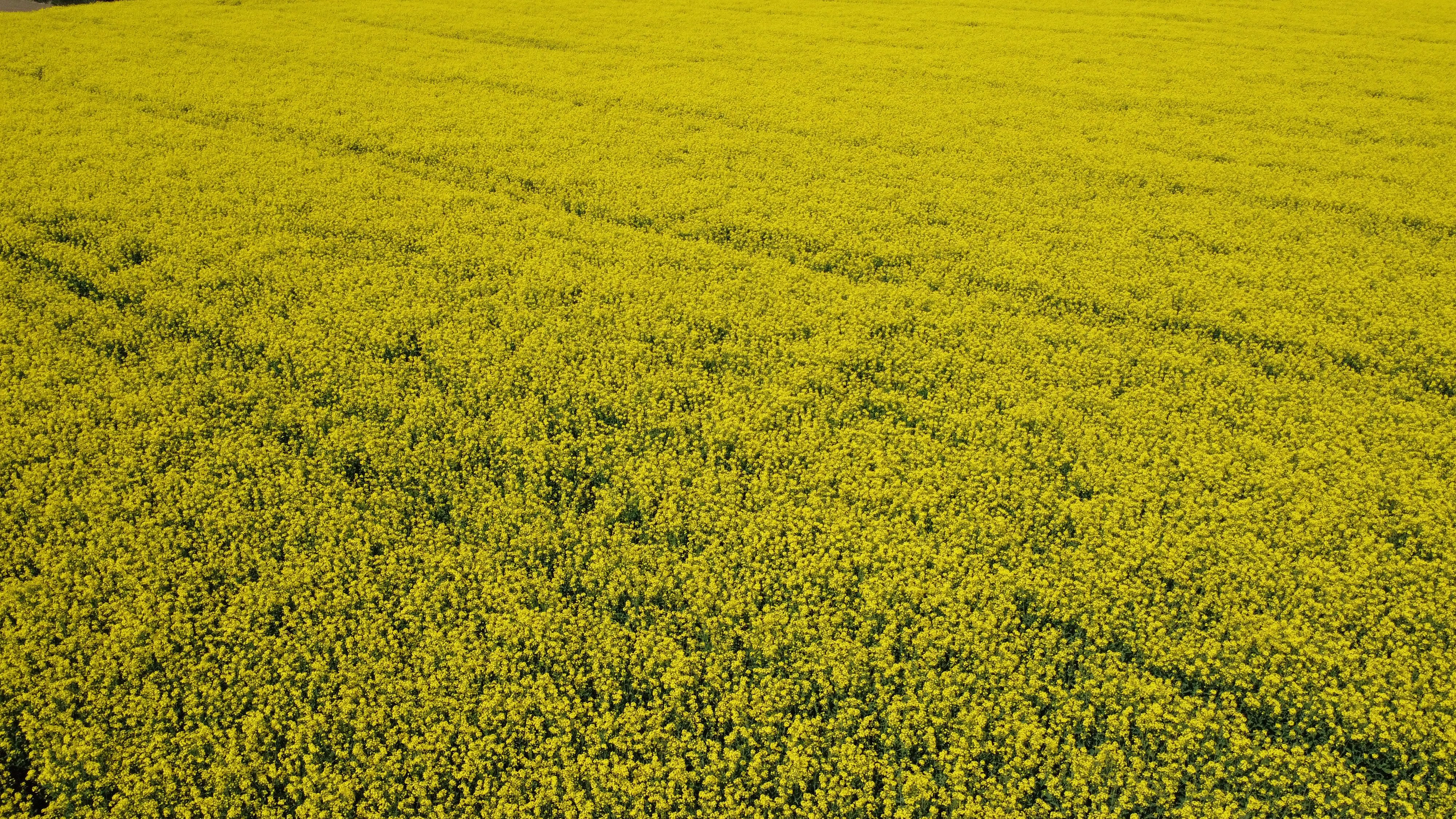 Canola de inverno emerge como alternativa sustentável para agricultores do Meio-Oeste