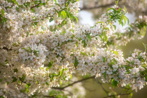Free Close-up of delicate white cherry blossoms in spring, with soft sunlight effect. Stock Photo