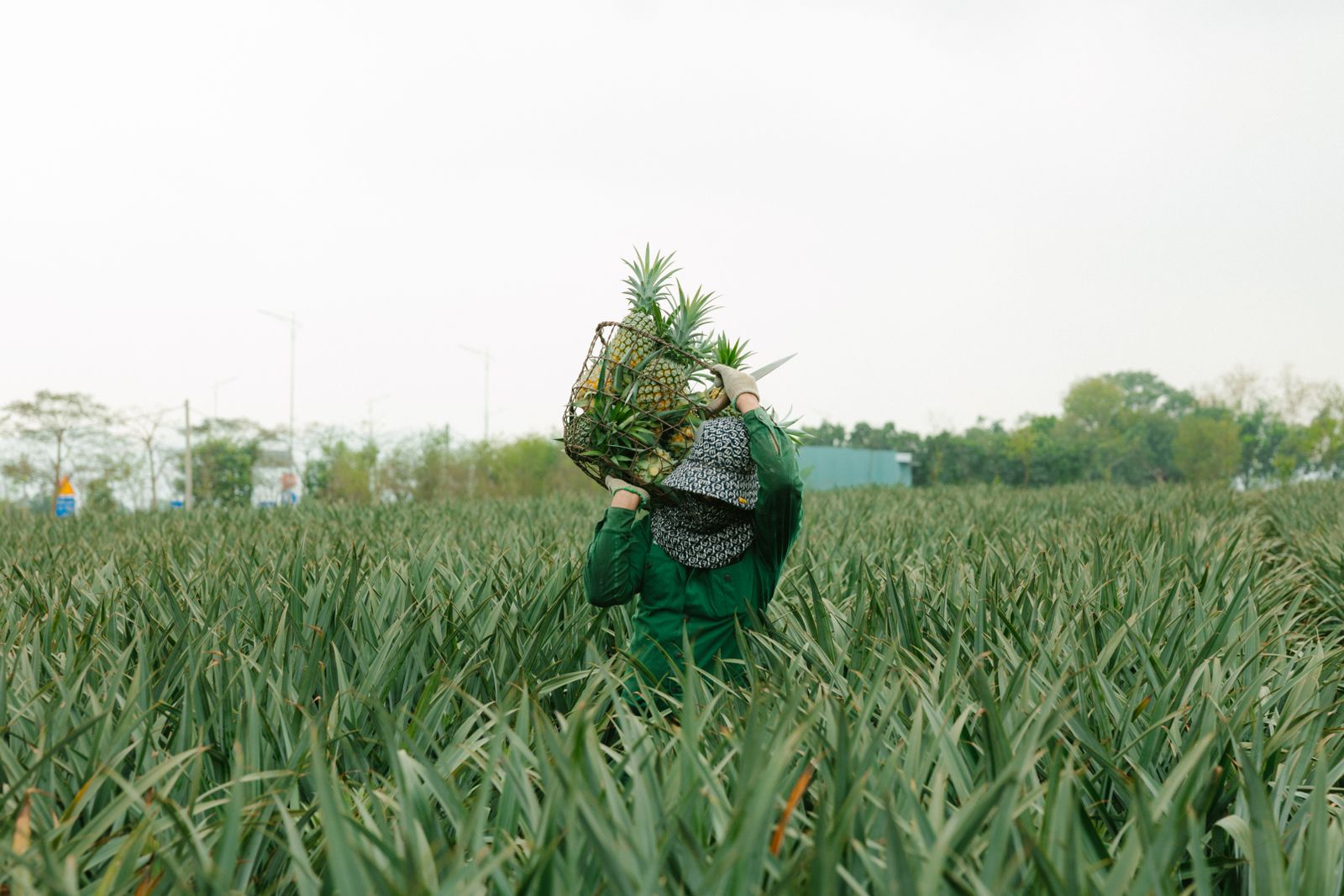 Producteur portant un panier d’ananas récoltés dans une plantation