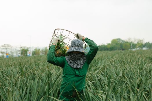 Photo by HONG SON A farm worker harvests pineapples wearing protective gear in a lush, green field.