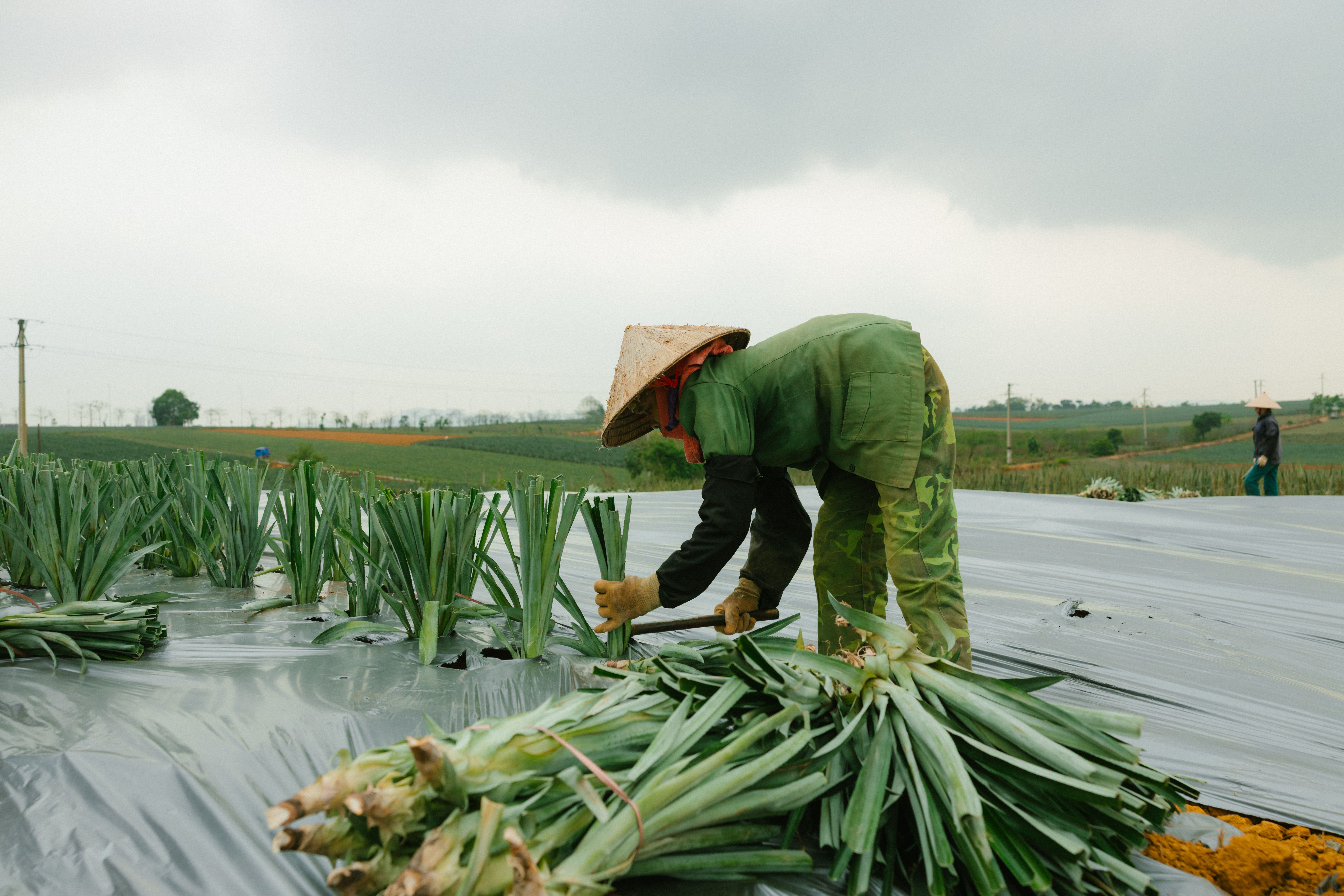 Un agriculteur coiffé d'un chapeau traditionnel récolte des poireaux dans un champ rural sous un ciel nuageux.