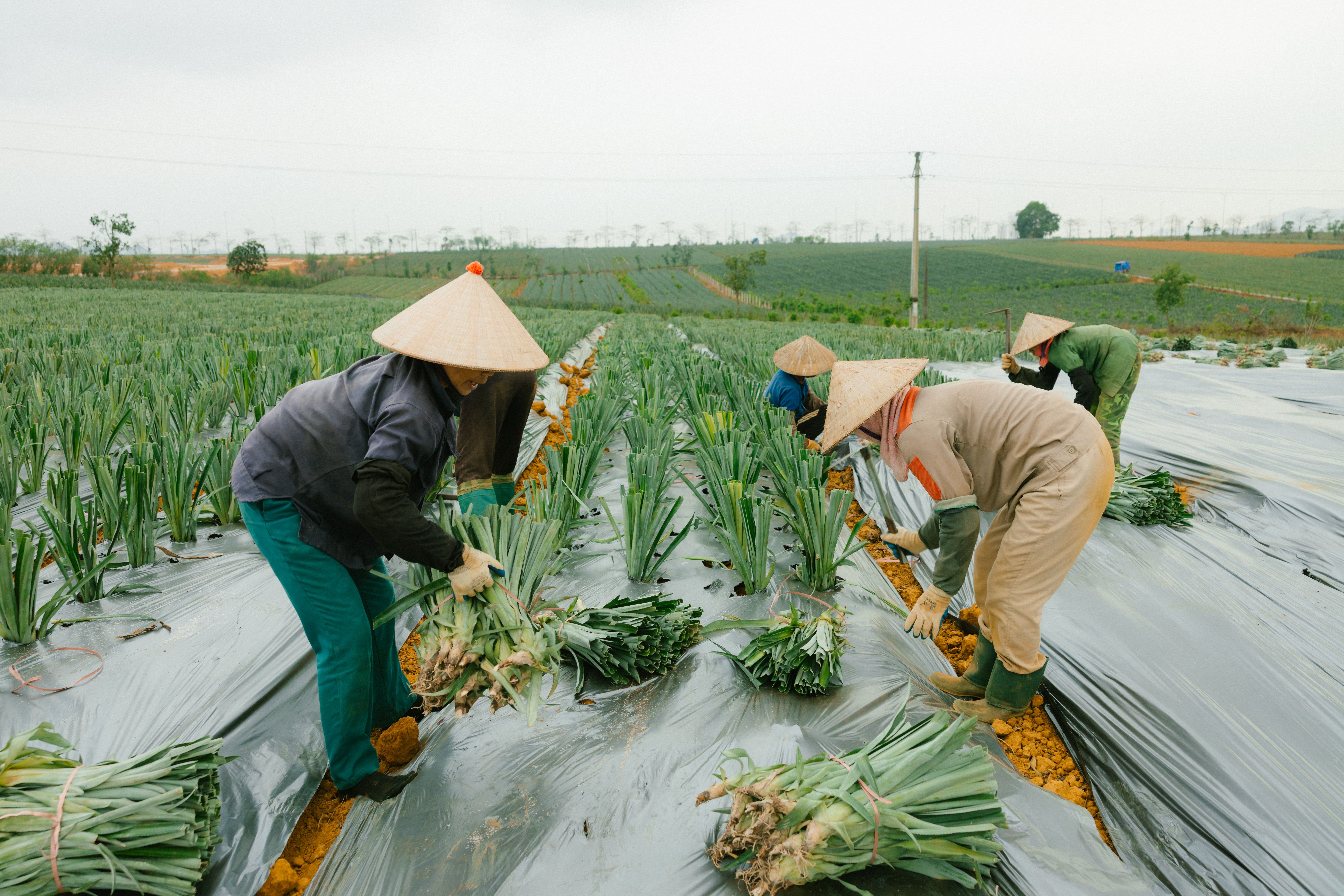 Farmers in traditional hats harvesting scallions in an Asian agricultural field.