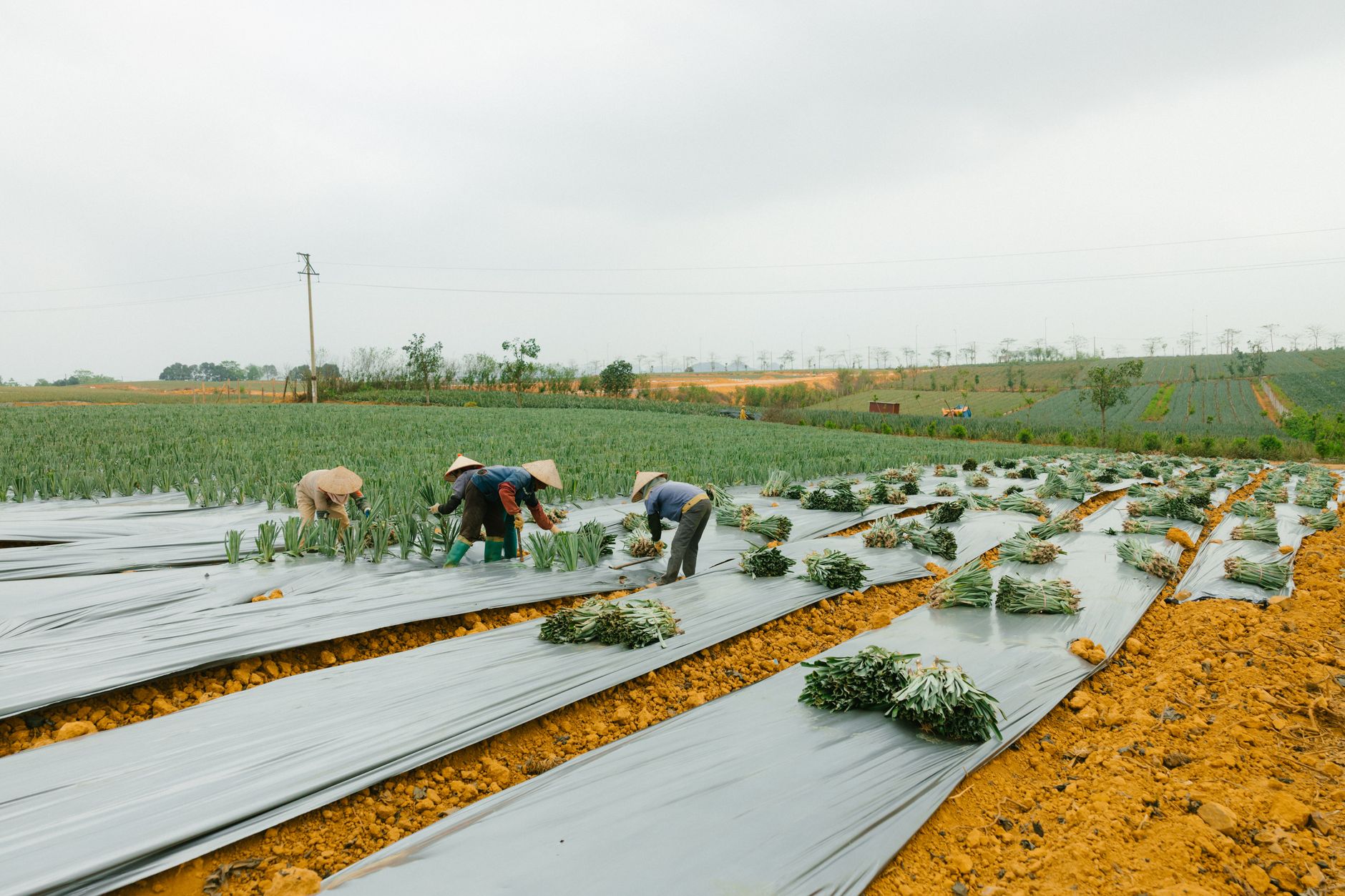 Trabajador agrícola con equipo de protección individual aplicando buenas prácticas de seguridad laboral agricultura