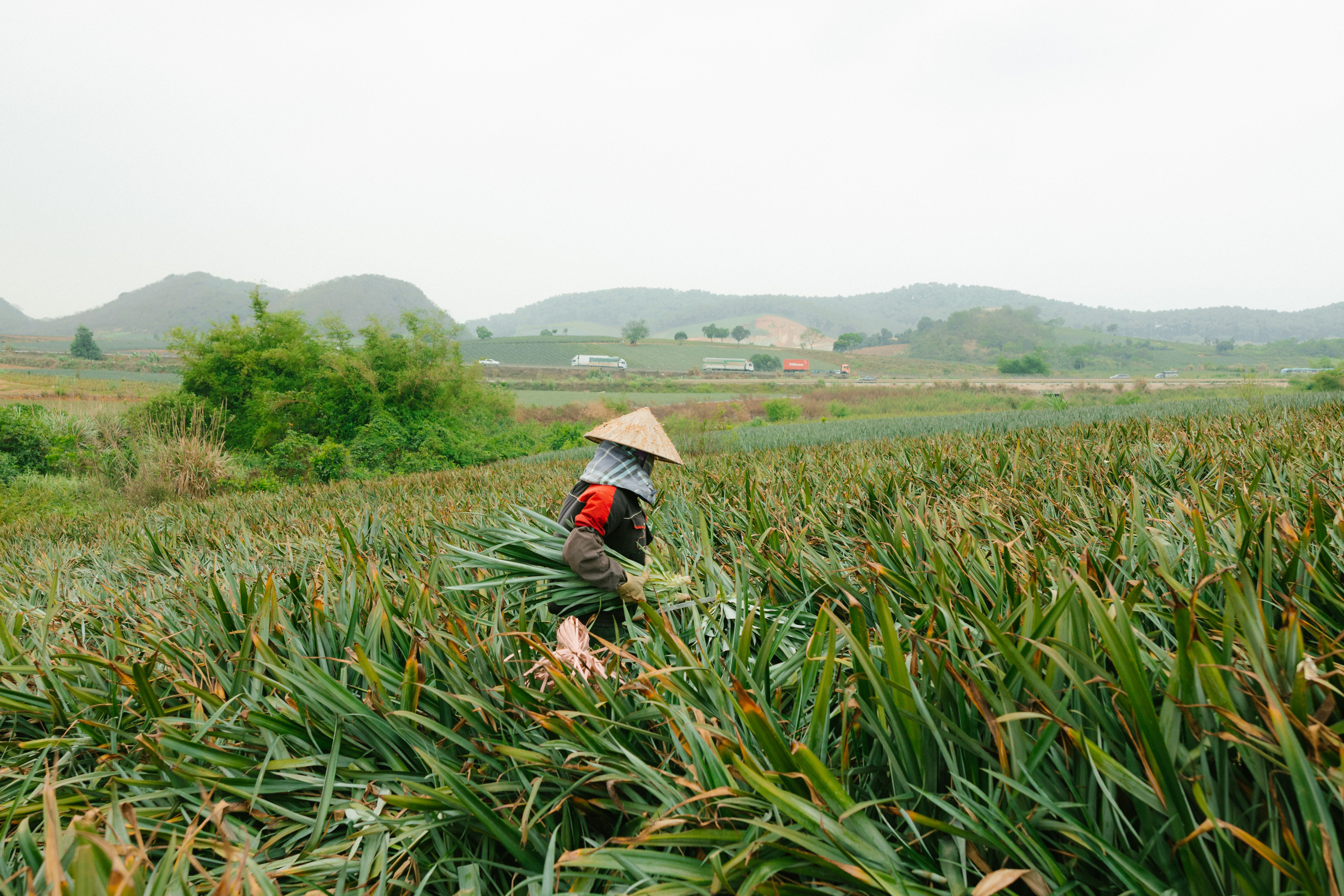 A farmer in a traditional hat works in a verdant field, capturing the essence of rural life and agriculture.