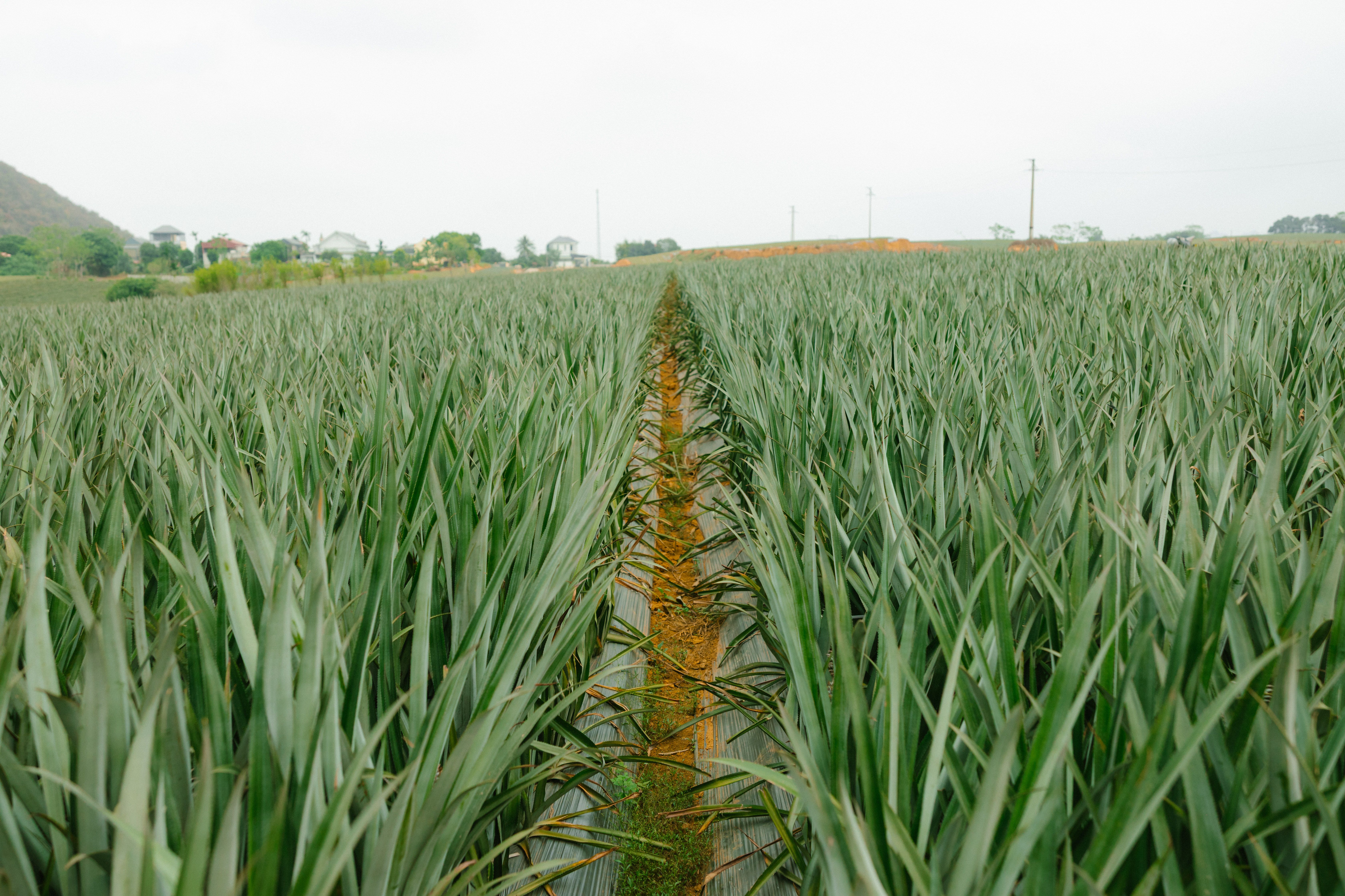 Rows of pineapple plants stretching across plantation fields in central Oahu