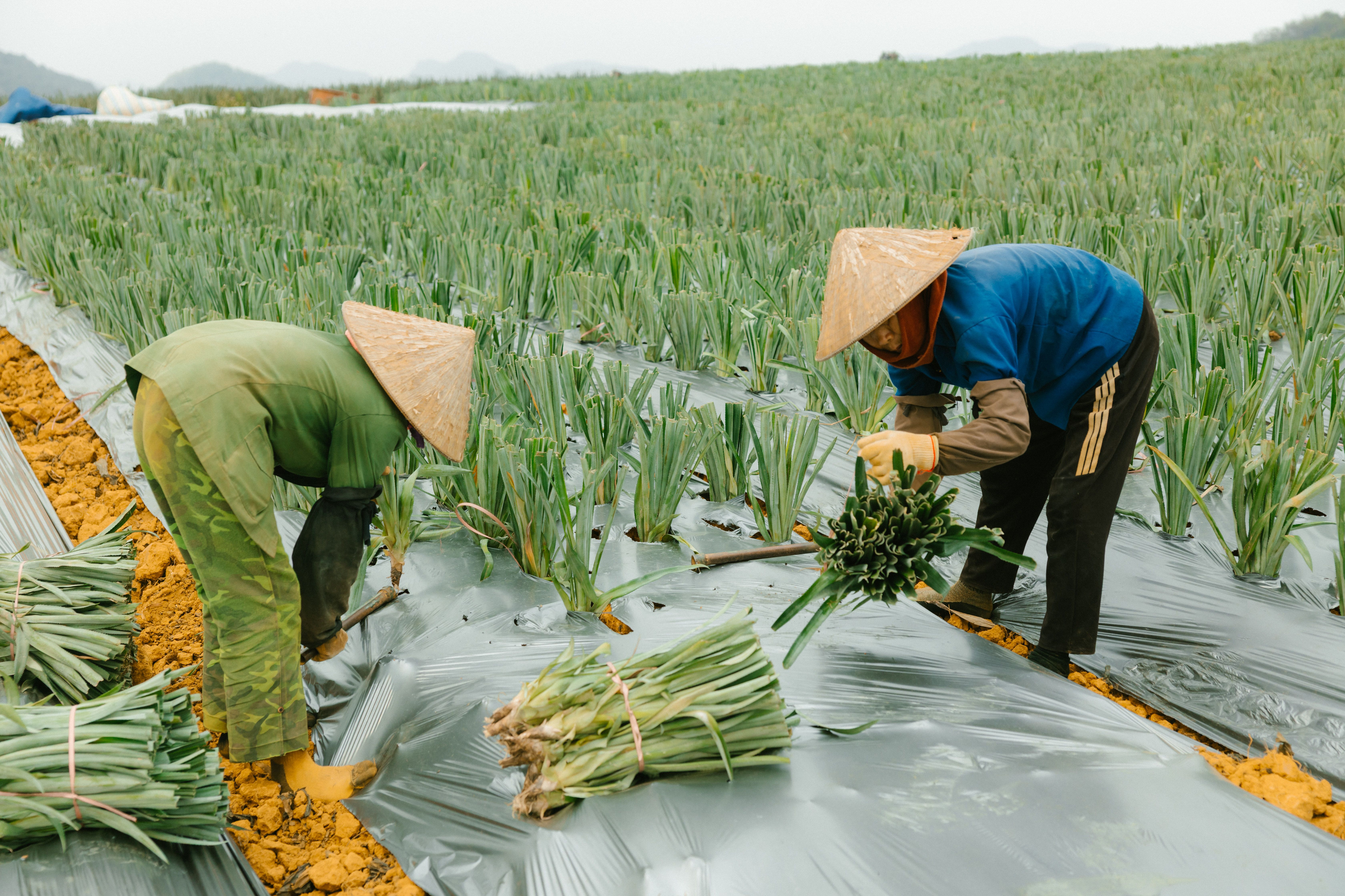 Revisión de registros de nómina agrícola en escritorio de oficina agraria