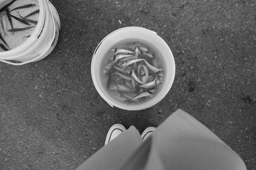 Free Monochrome photo of fish in buckets on pavement, with feet visible. Stock Photo