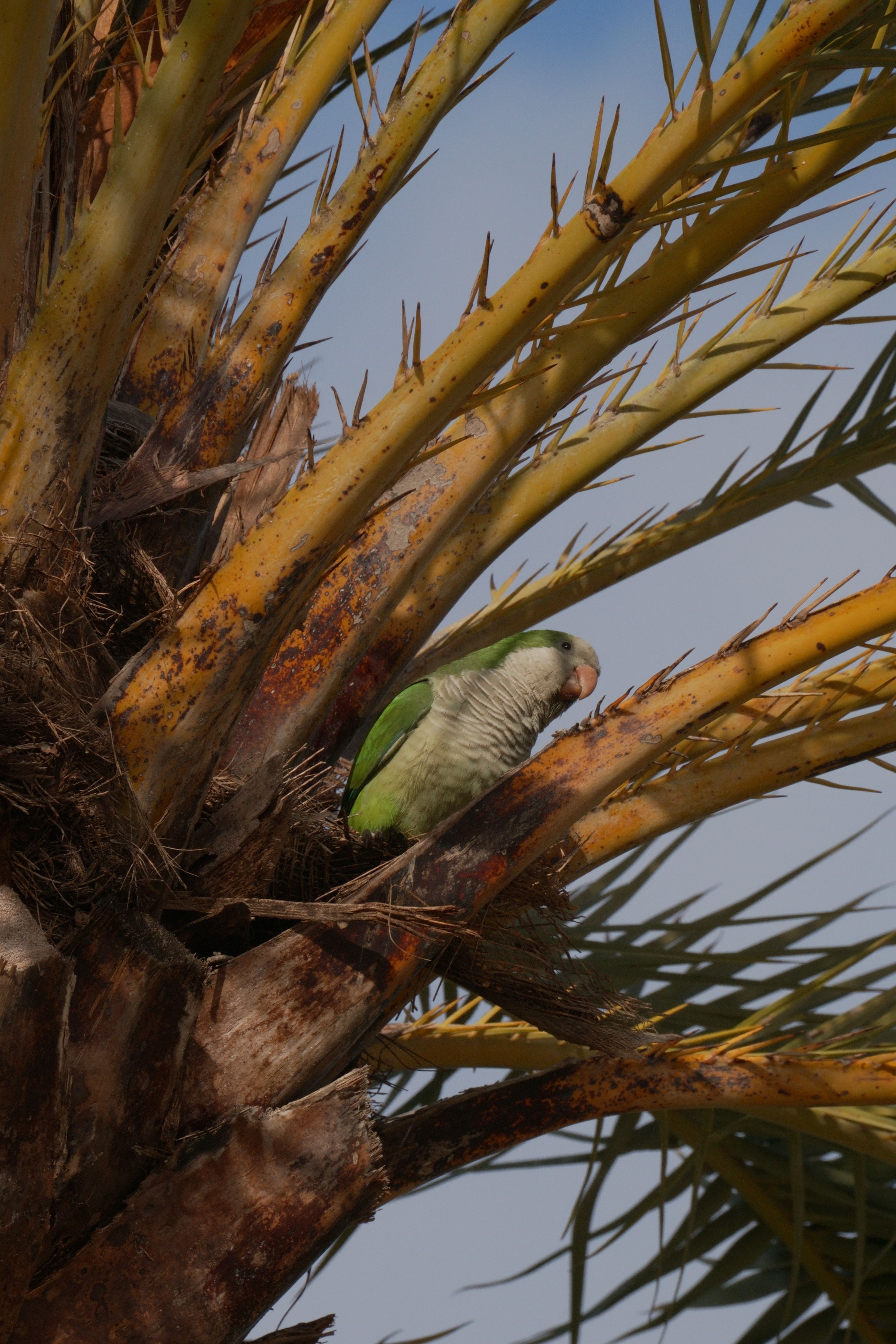 Monk Parakeet Fights Are Not Affected by Male or Female Sex, Study Finds