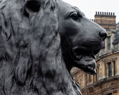 Free Close-up of a lion statue in Trafalgar Square, iconic landmark in London, UK. Stock Photo