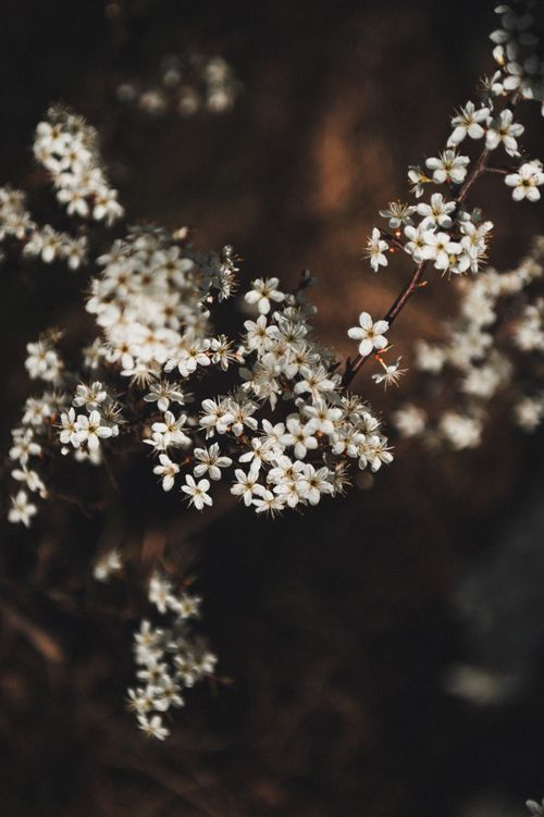 Free Captivating moody blossoms captured during spring in Ukraine, highlighting nature's beauty. Stock Photo