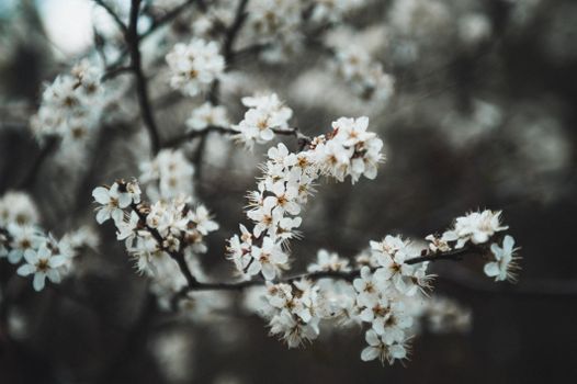 Delicate spring blossoms on branches, set against a moody dark background in Ukraine.