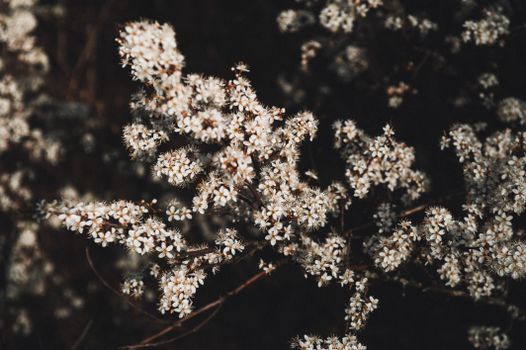 Beautiful moody photo of spring blossoms with dark ambiance in Ukraine.