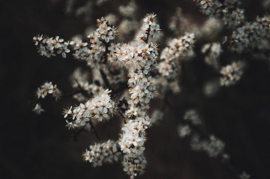 Dark moody floral scene capturing blooming branches in springtime Ukraine.