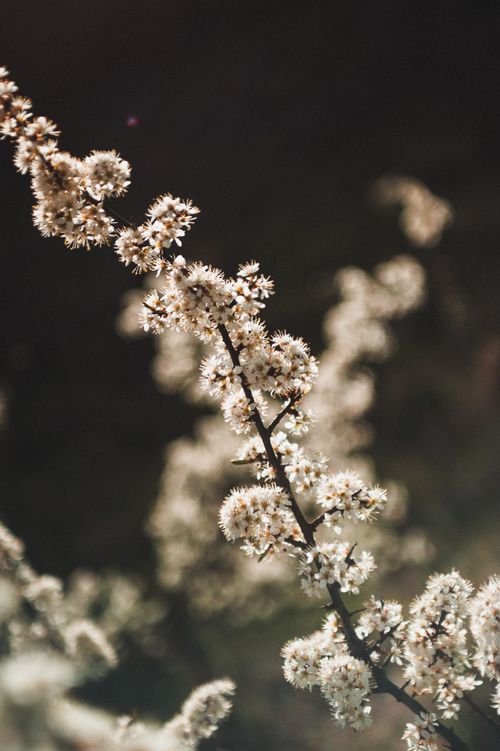 Free Capture the essence of early spring with blooming branches and a moody dark backdrop. Stock Photo