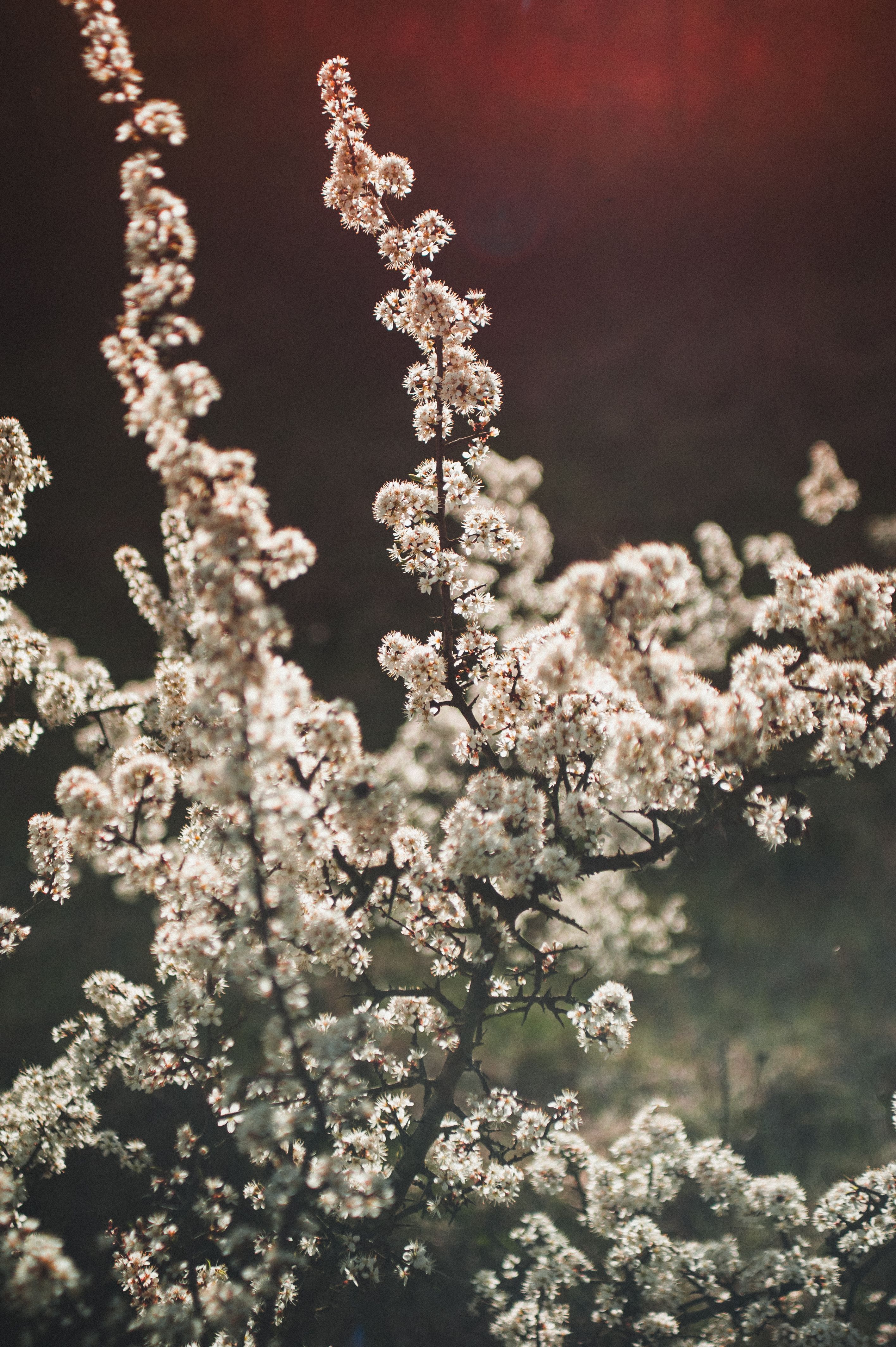 Moody Spring Bloom in Ukraine · Free Stock Photo