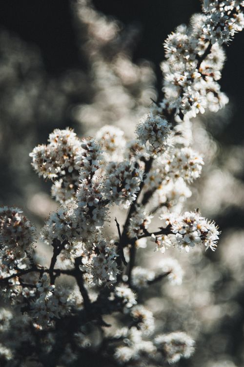Free Capture the moody beauty of blooming branches in early spring Ukraine with soft bokeh. Stock Photo
