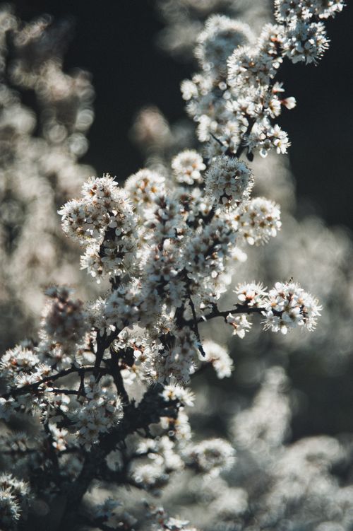 Free Moody dark floral close-up capturing spring blossoms in Ukraine with a bokeh backdrop. Stock Photo