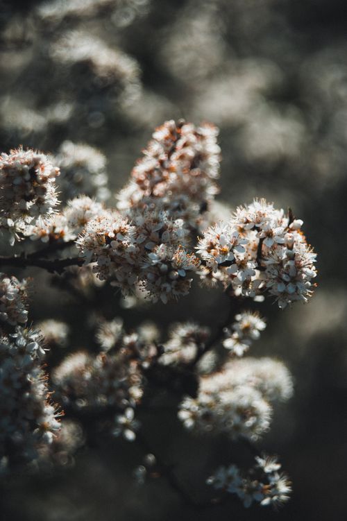 Free Dark and moody photograph capturing blossoms with bokeh effect in Ukraine's early spring. Stock Photo