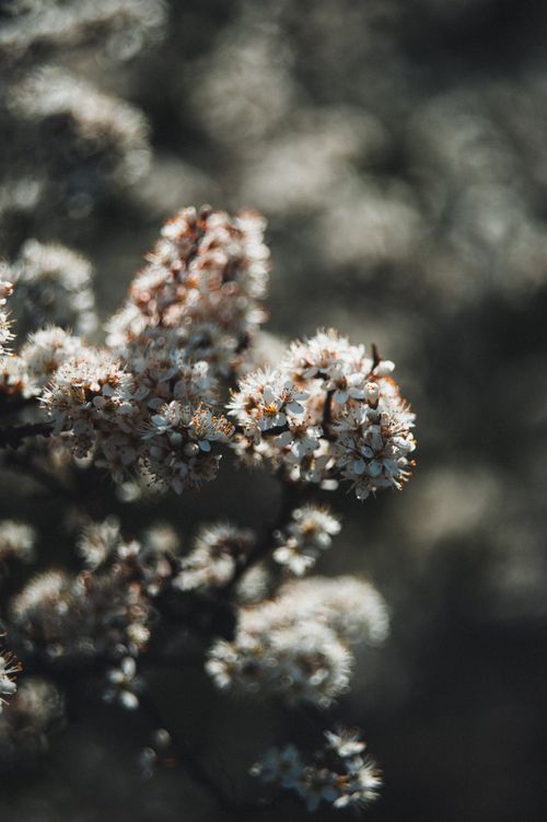Free A moody capture of delicate spring blossoms in Ukraine, featuring soft bokeh. Stock Photo