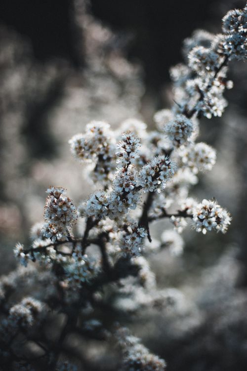 Free Serene and dreamy image of spring blossoms in Ukraine with a moody aesthetic and bokeh effect. Stock Photo