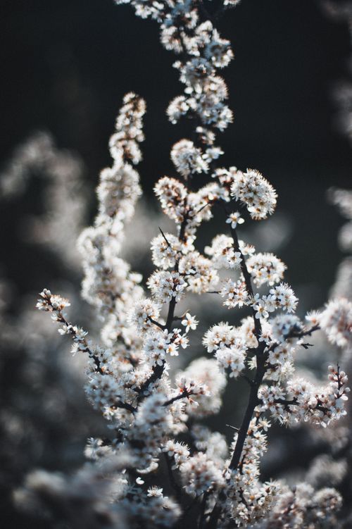 Free A moody, artistic capture of blooming branches with white flowers in early spring Ukraine. Stock Photo