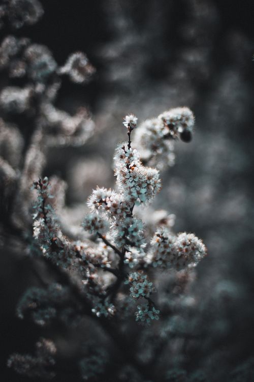 Free Captivating moody photo of blooming branches in early Ukrainian spring, showcasing nature's beauty. Stock Photo