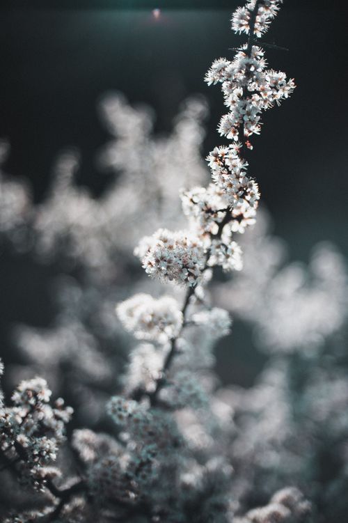 Free Close-up of a blooming branch with a dreamy bokeh background, capturing the essence of early spring in Ukraine. Stock Photo