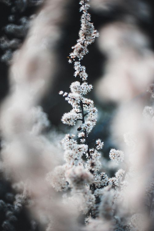 Free Artistic close-up of blooming branches with soft bokeh in early spring, Ukraine. Stock Photo