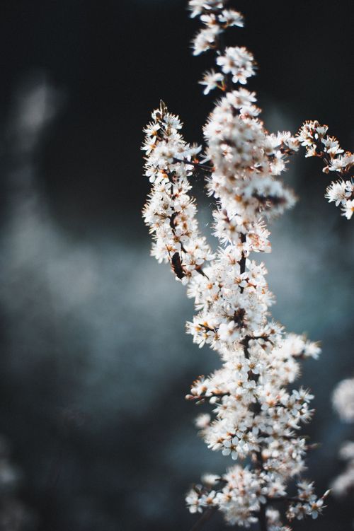 Free Capture of blooming branches with white flowers against a moody, blurred background, symbolizing early spring in Ukraine. Stock Photo