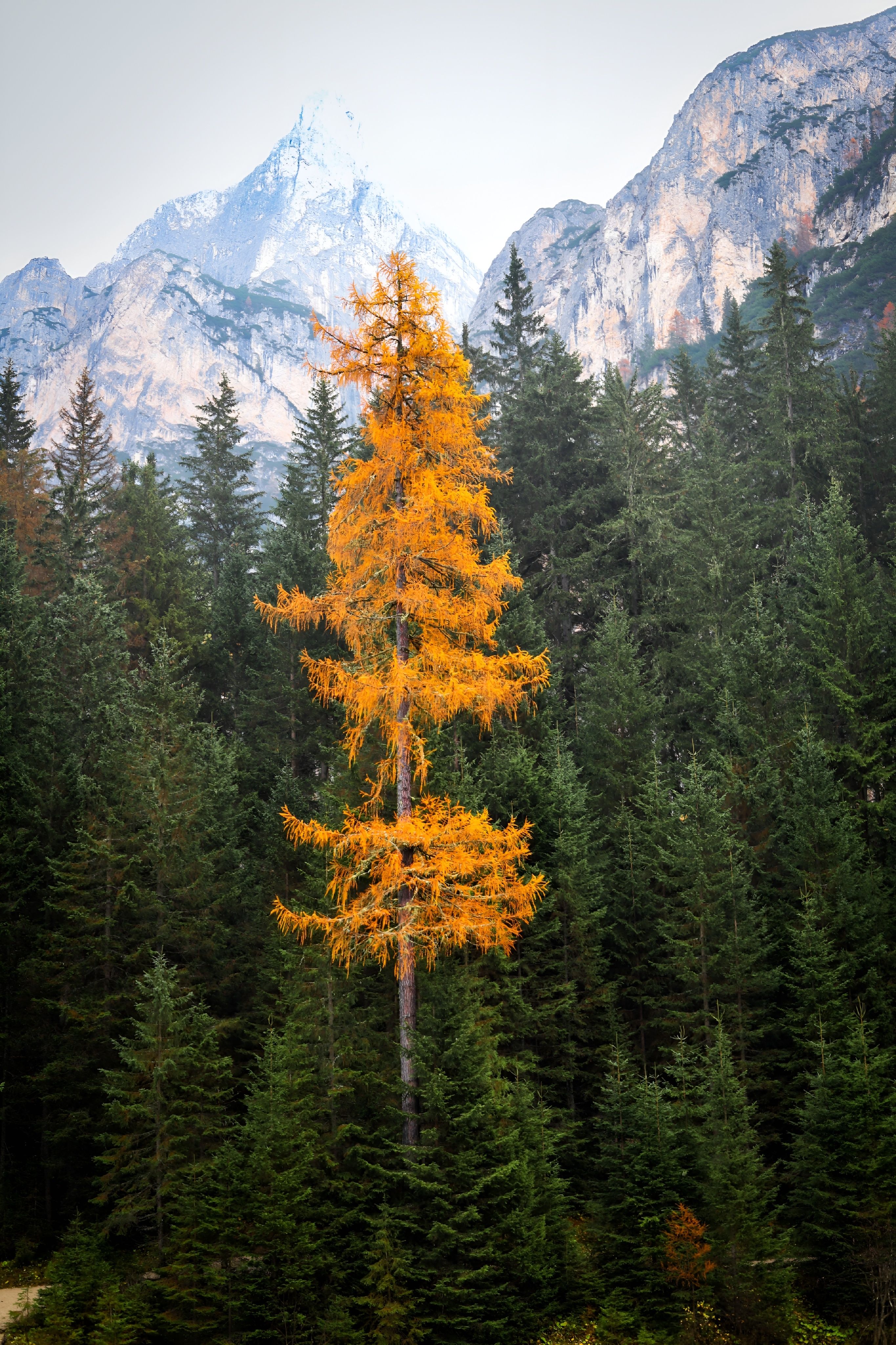 A tall golden tree stands amidst evergreen trees with majestic mountains in the background.